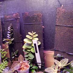 Marcgravia sintenisii マルクグラビア・シンテネシーの画像