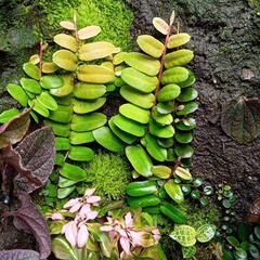 Marcgravia sintenisii マルクグラビア・シンテネシーの画像