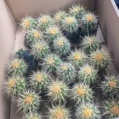 激安　金鯱サボテン　発送可能
　　の画像