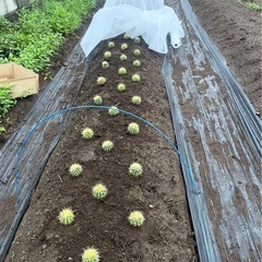 激安　金鯱サボテン　発送可能
　　の画像