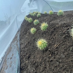 激安　金鯱サボテン　発送可能
　　の画像