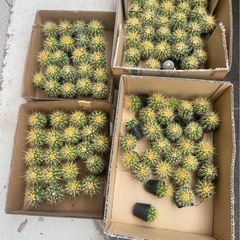 激安　金鯱サボテン　発送可能
　　