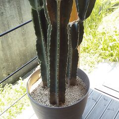キメンカク　柱サボテン（鬼面角）