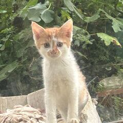 推定生後3ヶ月の元気でかわいい子猫３兄弟です