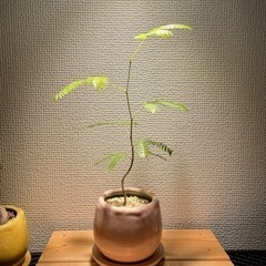 エバーフレッシュ実生