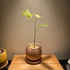 エバーフレッシュ実生