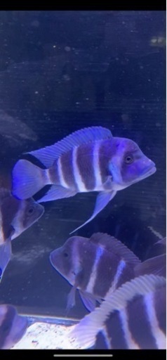 フロントーサ　ワイルドモバ　16〜17㎝　写真個体販売　熱帯魚　アフリカンシクリッド