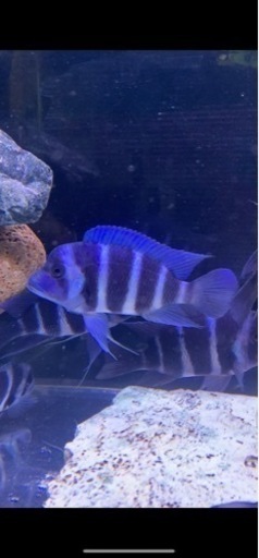 フロントーサ　ワイルドモバ　16〜17㎝　写真個体販売　熱帯魚　アフリカンシクリッド 