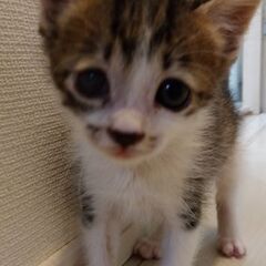 生後1か月弱　キジ白男の子里親さん募集します🐈 - 猫