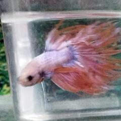 ベタ熱帯魚