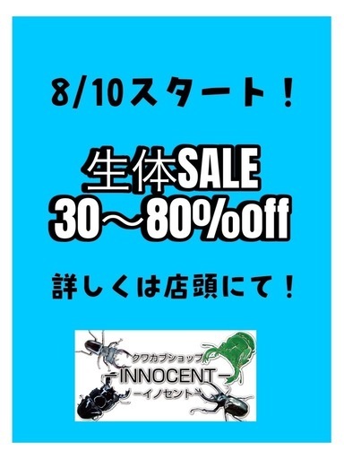 クワカブショップ-INNOCENT- 生体セール、ガラポン！