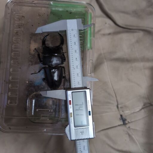 オオクワガタ大阪能勢産ペア