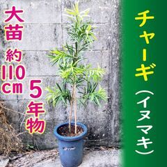 チャーギの中古が安い！激安で譲ります・無料であげます｜ジモティー