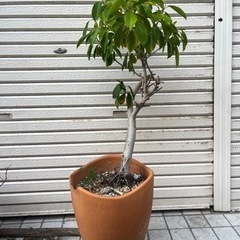 観葉植物