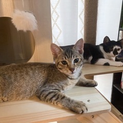 抱っこ大好き❤️甘えん坊キジトラ