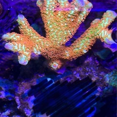 エダコモンサンゴ　バブルガム　サンゴ　spsの画像