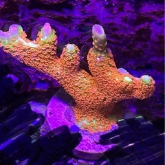 エダコモンサンゴ　バブルガム　サンゴ　spsの画像
