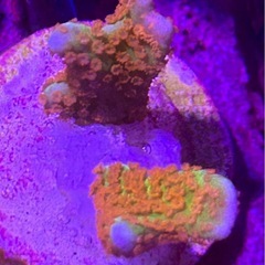 エダコモンサンゴ　バブルガム　サンゴ　spsの画像