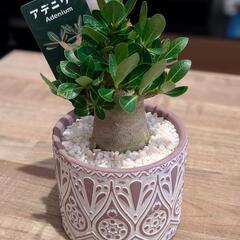 観葉植物　アデニウム