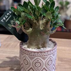 観葉植物　アデニウム