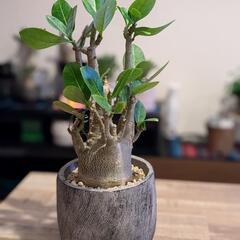 観葉植物　アデニウム８月２５日まで