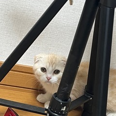 スコティッシュフォールド里親募集