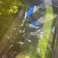 メダカの画像