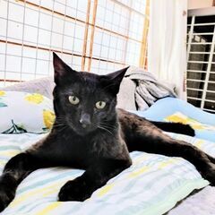 黒猫♂１歳前くらい　正式譲渡決定