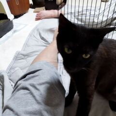 黒猫♂１歳前くらい　正式譲渡決定 - 上水内郡