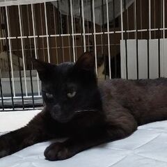 黒猫♂１歳前くらい　正式譲渡決定 - 猫