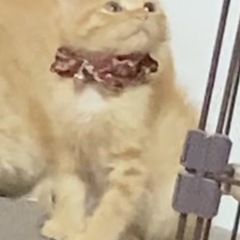 茶トラ男の子１か月半
