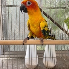 インコ各種