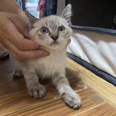 ★里親様✨募集致します★子猫2ヵ月🐱樹里くん