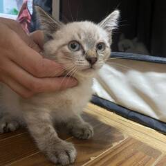 ★里親様✨募集致します★子猫2ヵ月🐱樹里くん - 札幌市