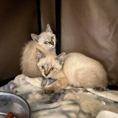 ★里親様✨募集致します★子猫2ヵ月🐱樹里くん − 北海道