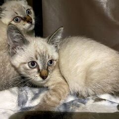 ★里親様✨募集致します★子猫2ヵ月🐱樹里くん - 猫