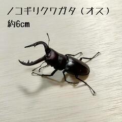 ノコギリクワガタ（オス）