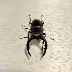 ノコギリクワガタ（オス）の画像