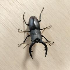ノコギリクワガタ（オス）の画像