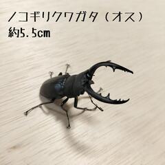 ノコギリクワガタ（オス）