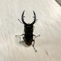 ノコギリクワガタ（オス）の画像