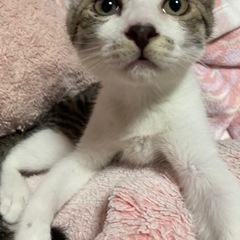 約2ヶ月の子猫。大事に幸せにしてくれる方を探しています。