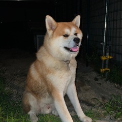 秋田犬･4歳･雄･ログイン出来なくなったので、再掲載 - 犬