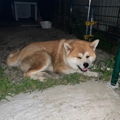 秋田犬･4歳･雄･ログイン出来なくなったので、再掲載 − 福島県