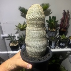 サボテン