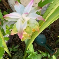 ウコン☆苗☆種芋の画像