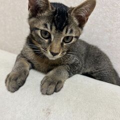 三ヶ月の子猫ちゃん♂元気いっぱいです🎵
