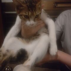 人懐っこいメスの子猫です - 秋田市