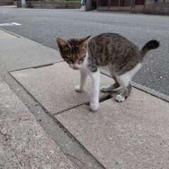 人懐っこいメスの子猫です - 猫