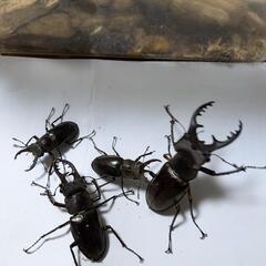 ミヤマクワガタ大小４匹、の画像